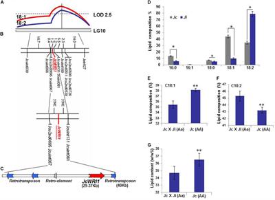 Overexpression of a Transcription Factor Increases Lipid Content in a Woody Perennial Jatropha curcas